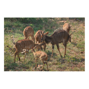 Graceful Nyala in African Grasslands Wood Wall Art