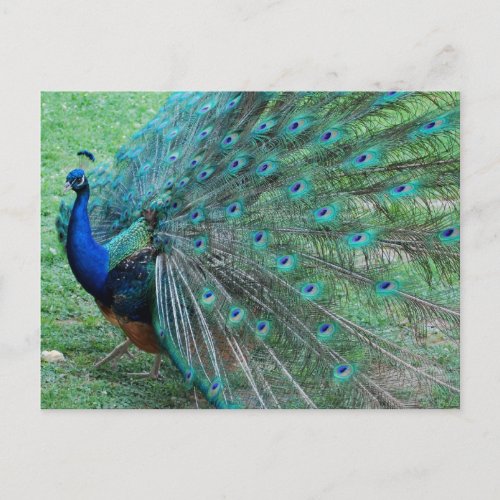 Graceful peacock paradisiac bird postcard