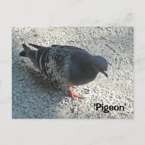 Graceful Pigeon Postcard