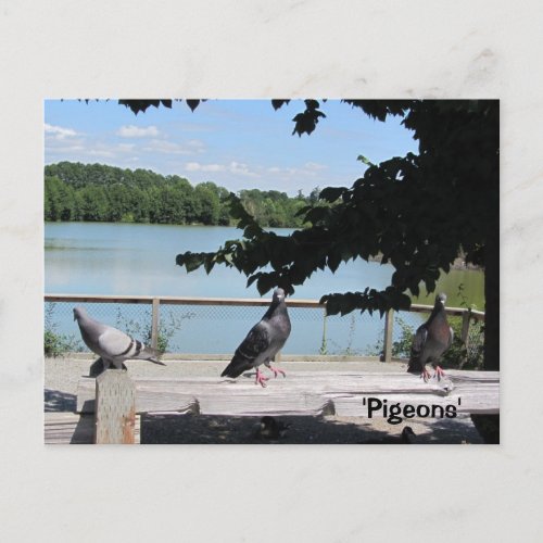 Graceful Pigeons Postcard