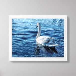 Graceful Swan on Tranquil Water Framed Art