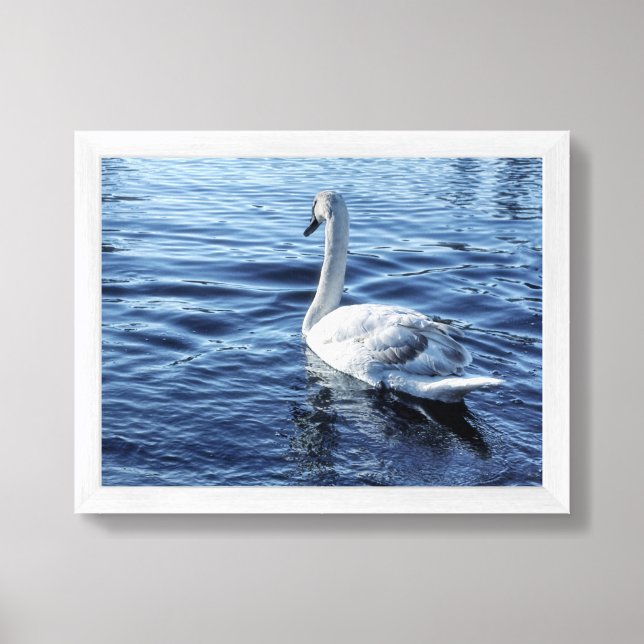 Graceful Swan on Tranquil Water Framed Art (Framed Front)