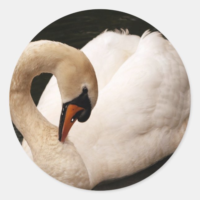 Graceful Swan  Stickers (Front)