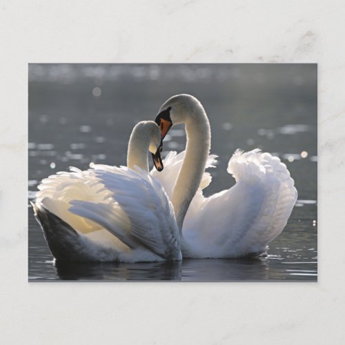 Graceful swans postcard