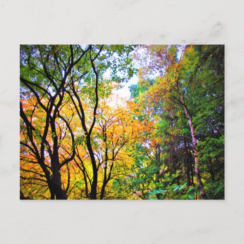 Graceful Trees Colorful Leaves Scenic Nature Postcard