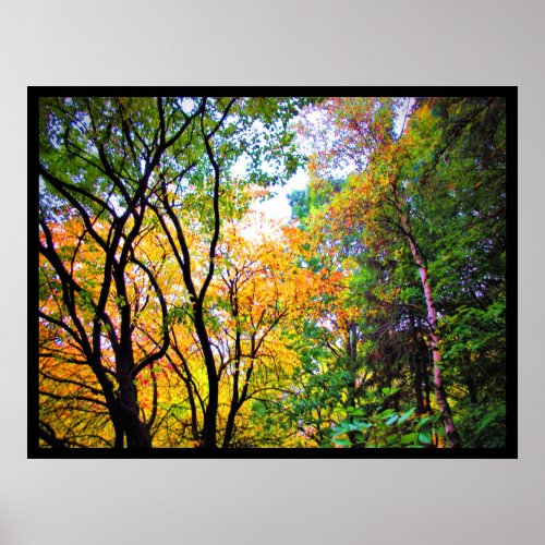 Graceful Trees Colorful Scenic Forest Nature Poster