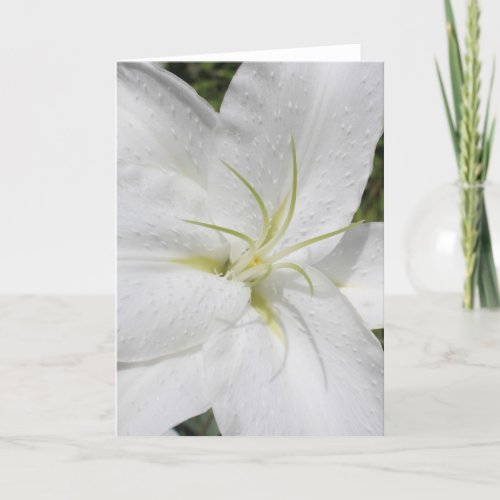 Graceful White Easter Lily Photo Holiday Card