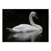 Graceful White Swan Card (Front Horizontal)