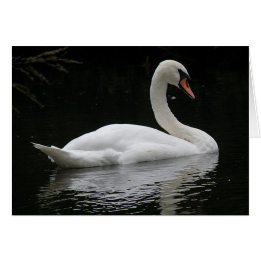 Graceful White Swan Card (Front Horizontal)