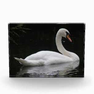 Graceful White Swan Decorative Acrylic Award