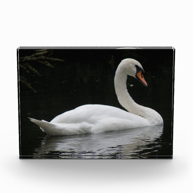 Graceful White Swan Decorative Acrylic Award (Front)