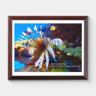 Gracefully dancing red lionfish award plaque