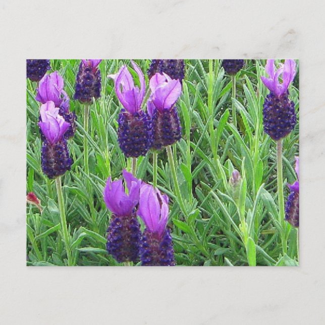 Grace's Lavender Postcard (Front)
