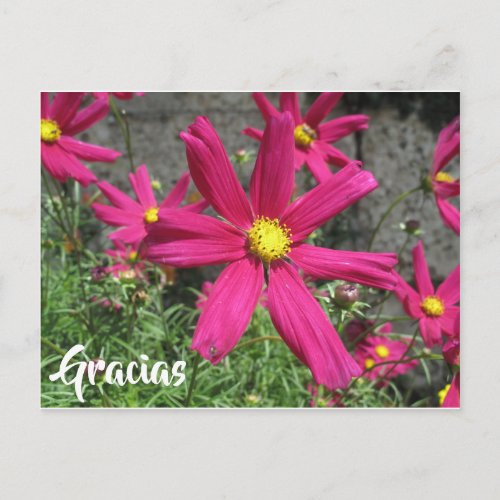Gracias Spanish purple flower thank you Postcard