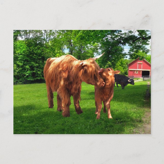 "Gracie & Her Calf" Postcard (Front)