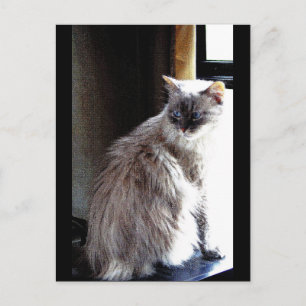 Gracie Postcard