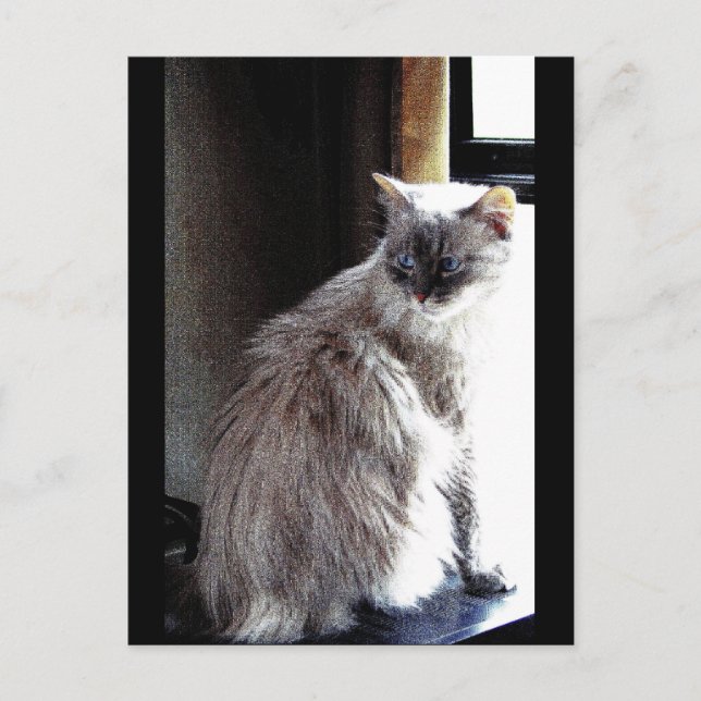 Gracie Postcard (Front)