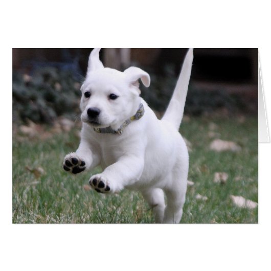 Gracie, the Yellow (White) Lab (Front Horizontal)