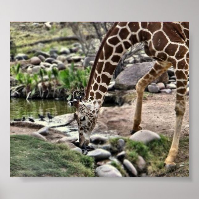 Gracious Giraffe print (Front)