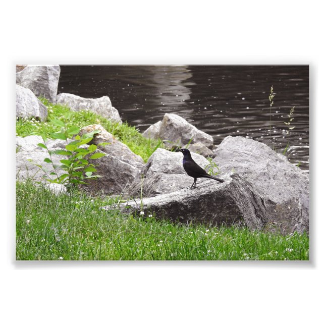 Grackle on the Rocks Photo Print (Front)