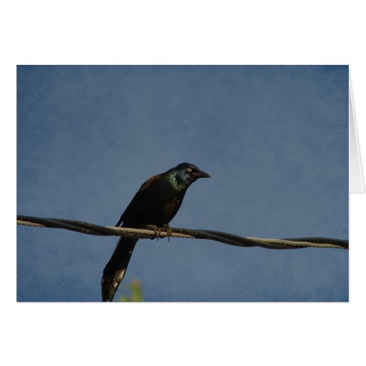 Grackle Power (Front Horizontal)
