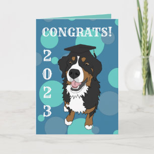 Graduation Bernese Mountain Dog  Card