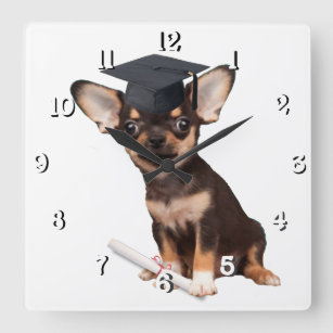 Graduation Chihuahua dog Square Wall Clock