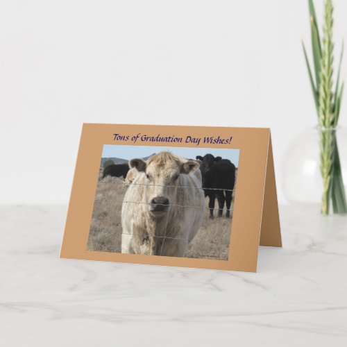 Graduation Wishes  Cute White Cow  Ranch or Farm Card