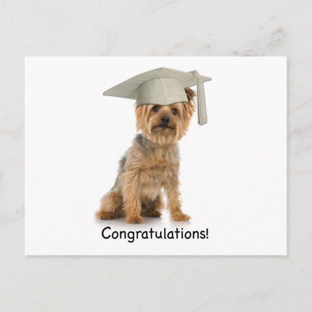 Graduation Yorkie Congratulations Announcement Postcard (Front)