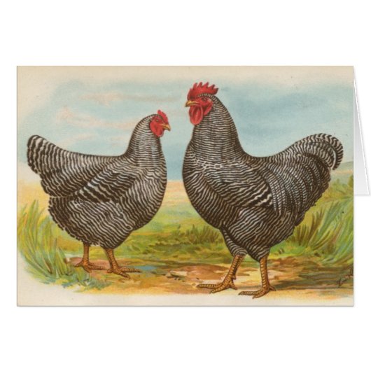 Graham - Barred Plymouth Rocks Chickens Cards (Front Horizontal)