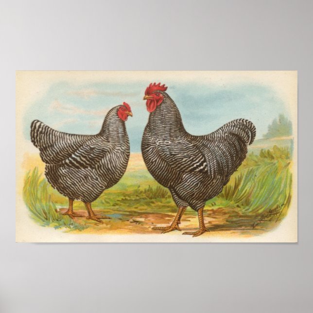 Graham - Barred Plymouth Rocks Chickens Folio Poster (Front)