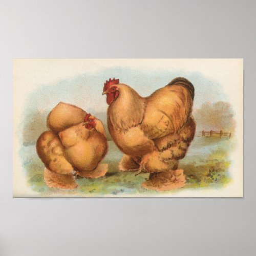 Graham _ Buff Cochin Chickens Portfolio Poster