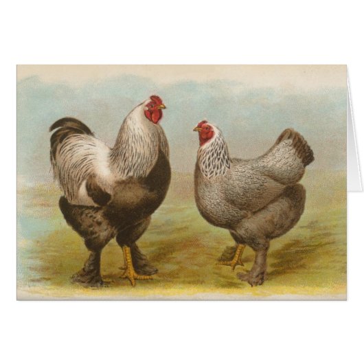 Graham - Dark Brahma Chickens Cards (Front Horizontal)