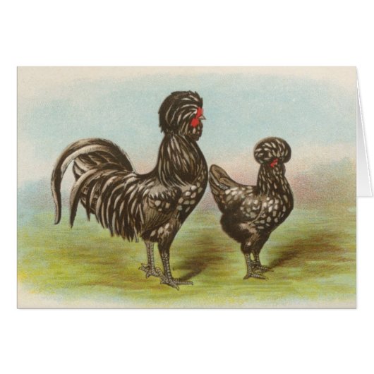 Graham - Houdan Chickens Cards (Front Horizontal)