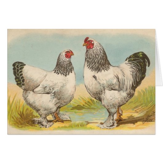 Graham - Light Brahma Chickens Cards (Front Horizontal)