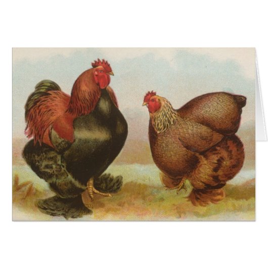 Graham - Partridge Cochin Chickens (Front Horizontal)