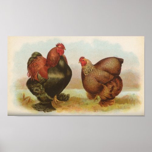 Graham _ Partridge Cochin Chickens Portfolio Poster