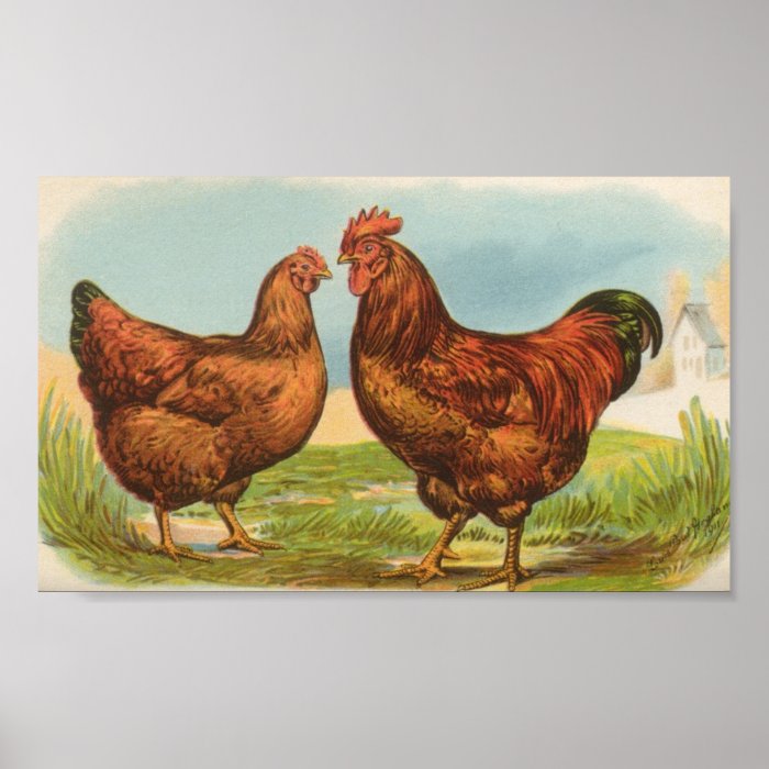 Graham   Rhode Island Red Chickens Posters