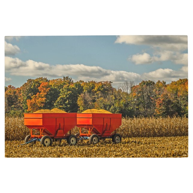 Grain Wagons Loaded With Maize Metal Print (Front)