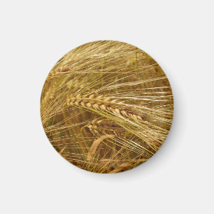 Grains of wheat in the field. It’s Harvest Time! Magnet