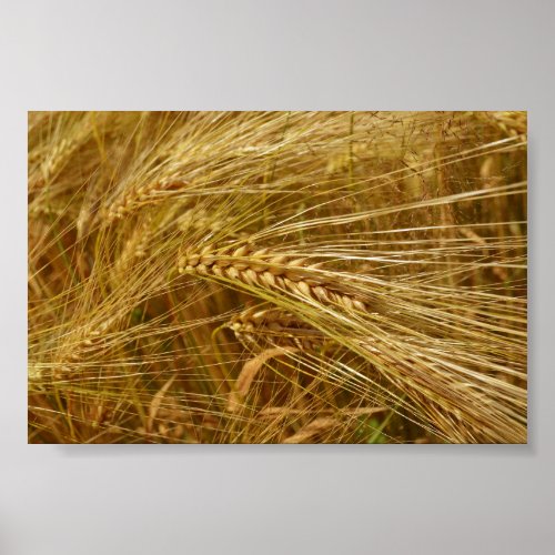 Grains of wheat in the field  Its Harvest Time  Poster