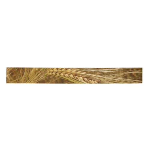 Grains of wheat in the field  Its Harvest Time  Satin Ribbon