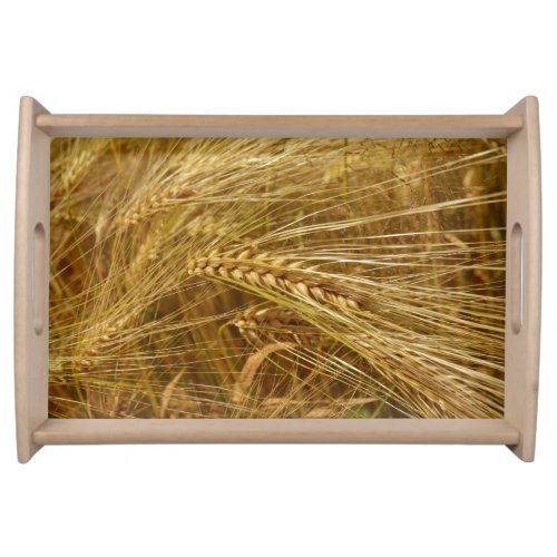 Grains of wheat in the field  Its Harvest Time Serving Tray