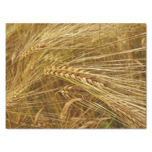 Grains of wheat in the field  Its Harvest Time  Tissue Paper