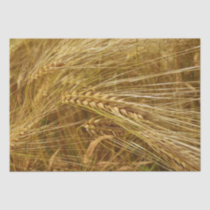 Grains of wheat in the field. It’s Harvest Time! Tissue Paper