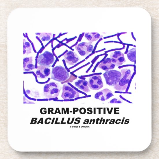 Gram-Positive Bacillus anthracis (Bacteria) Coaster