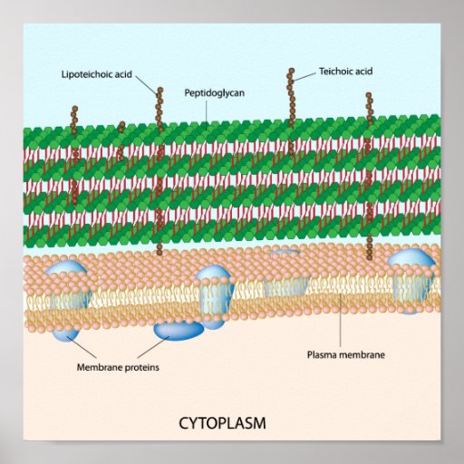 Gram positive bacterial cell wall Poster | Zazzle