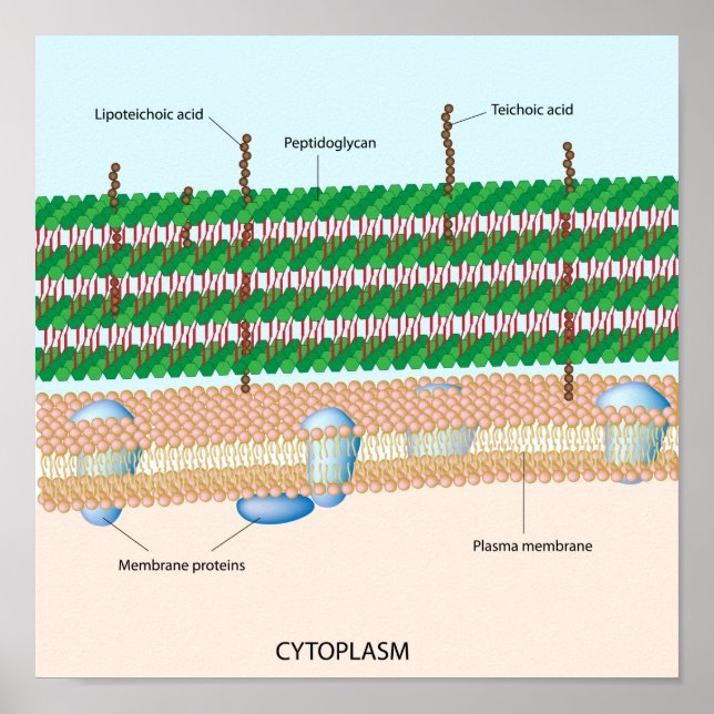 Gram positive bacterial cell wall Poster (Front)