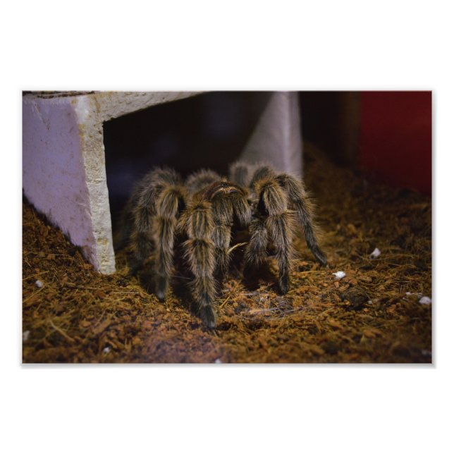 Grammostola Rosea Photo Print (Front)
