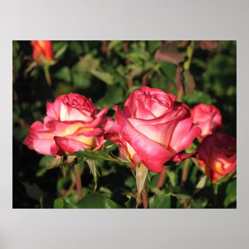 Granada Hybrid Tea Roses 045 Poster